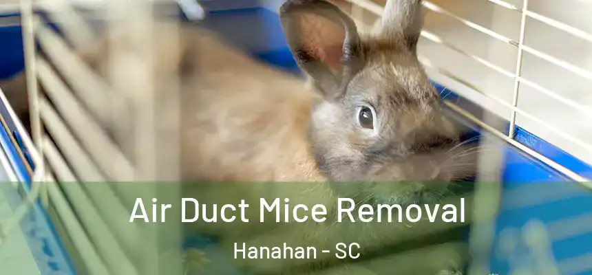  Air Duct Mice Removal Hanahan - SC